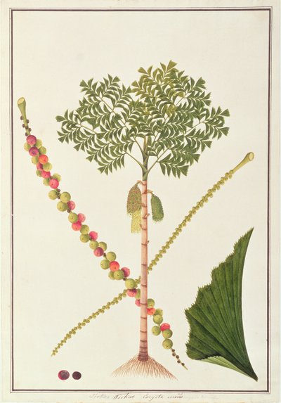 Fishtail Palm, from Drawings of Plants from Malacca, c.1805-18 by Chinese School